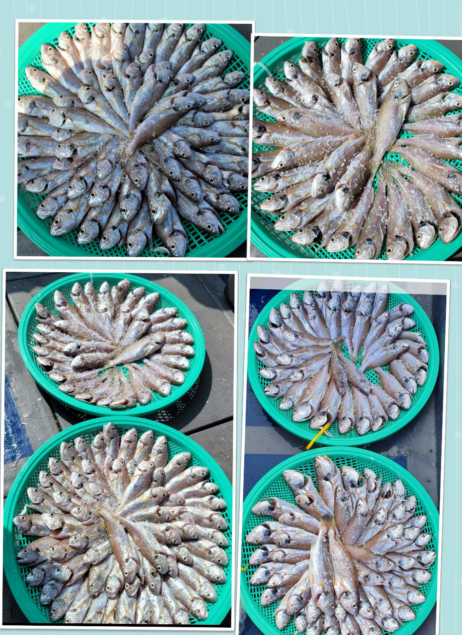 8월 15일 대성호 백조기조황