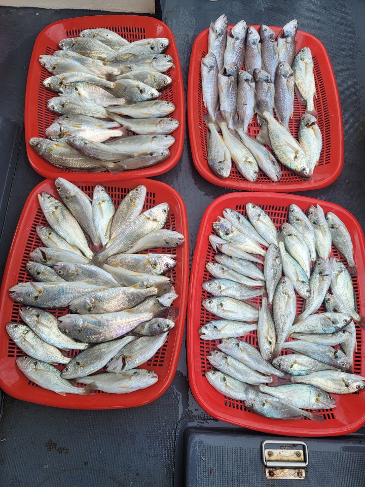 8월 3일 대성2호 백조기 조황