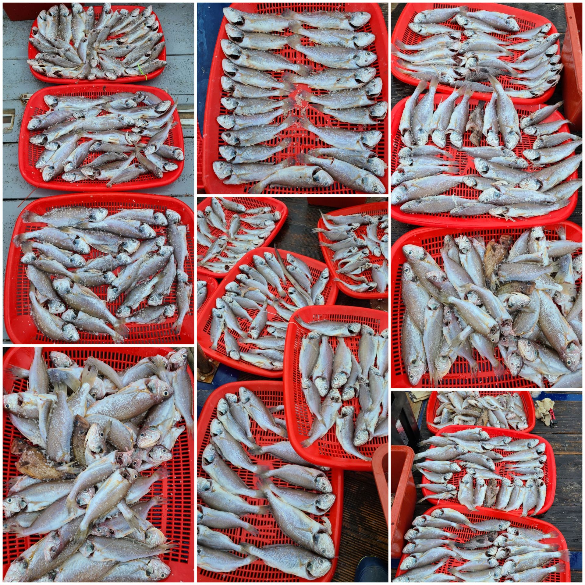 8월2일 뉴대성호 백조기조황