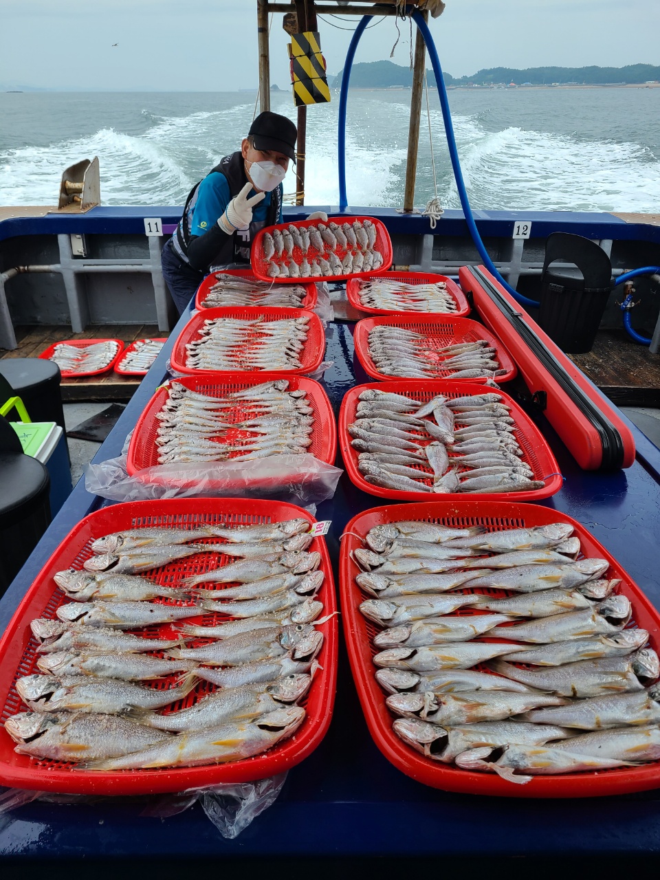 8월30일 뉴대성호 백조기조황