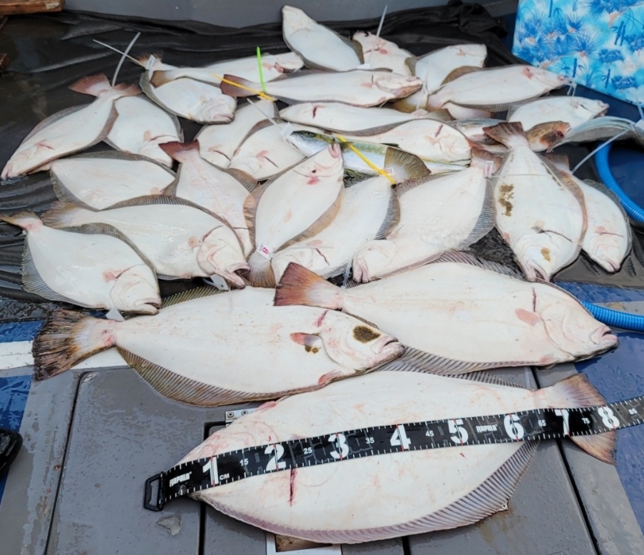 8월 8일 대성호 다운샷조황