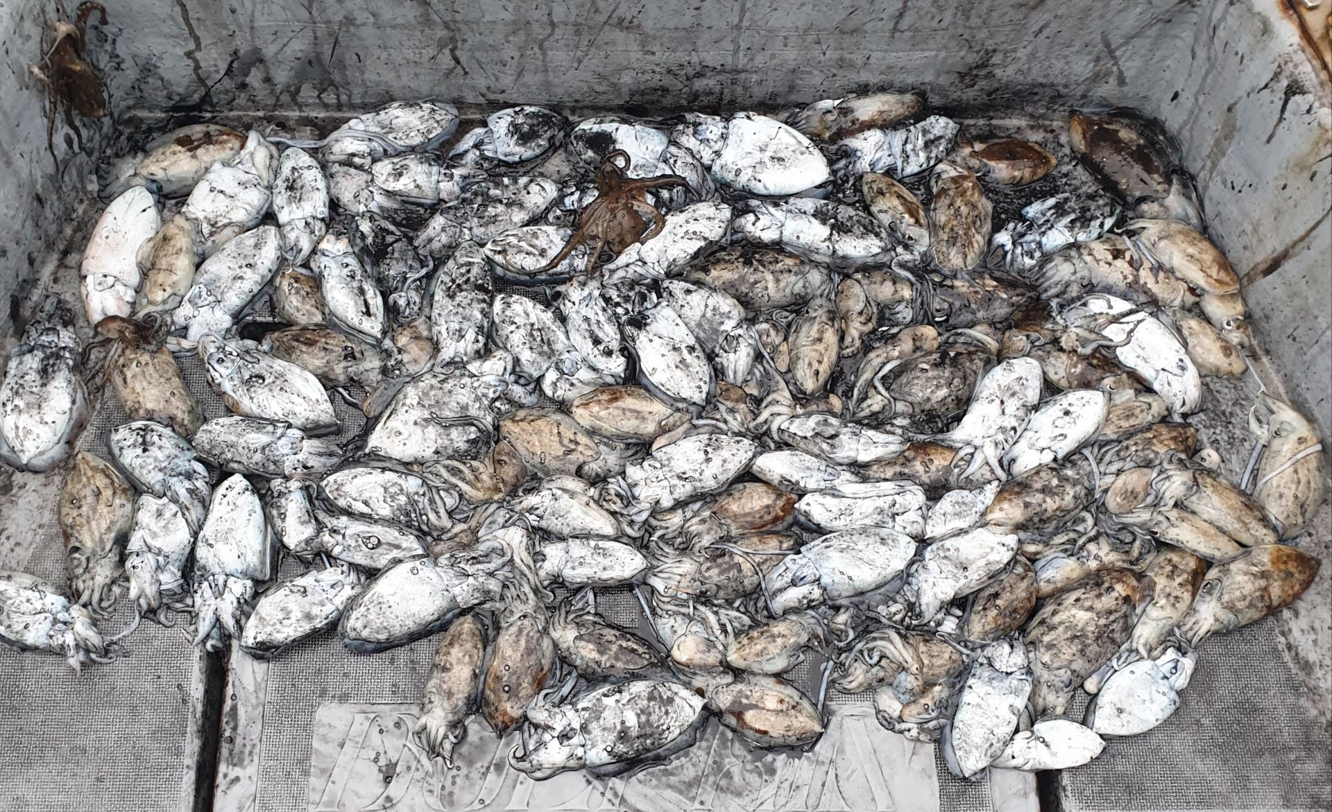 9월26일 동백호 갑오징어  조황