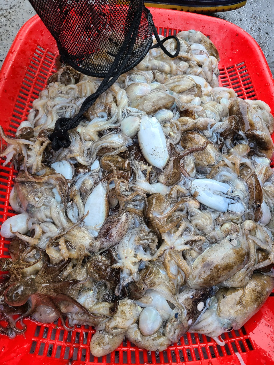 9월13일 뉴대성호 주꾸미조황