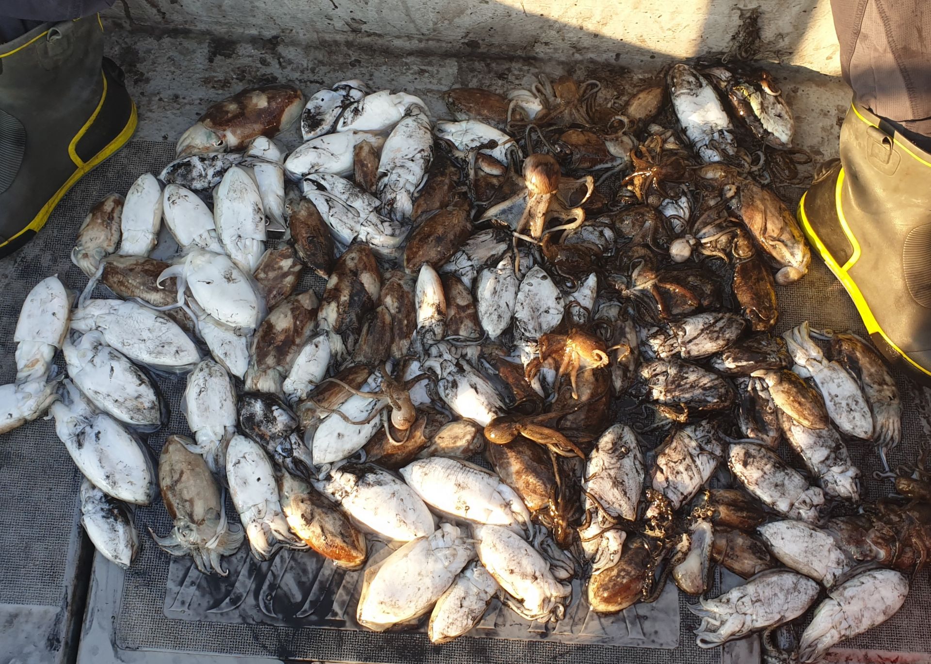 9월23일 동백호 갑오징어  조황