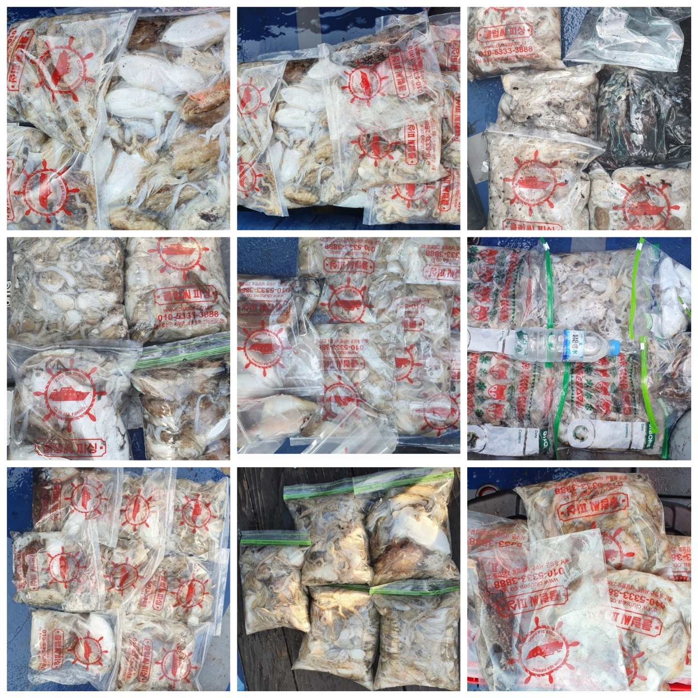 9월 20일 대성호 주꾸미 조황입니다