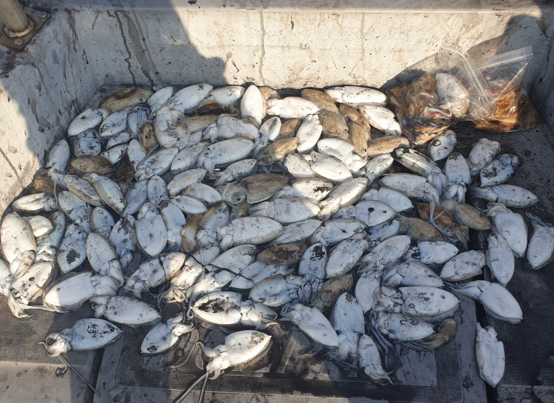 9월22일 동백호 갑오징어  조황