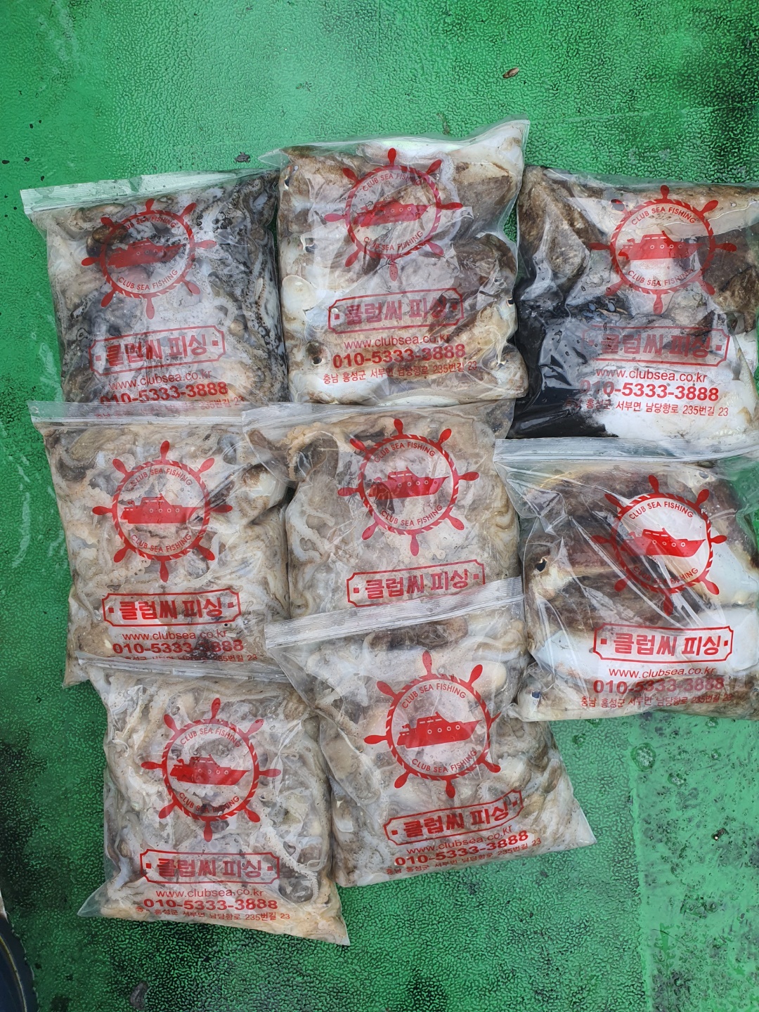 9월26일 주꾸미 조황