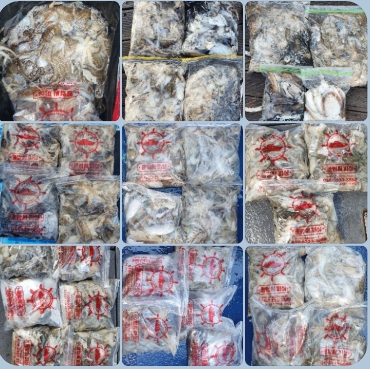 9월 21일 대성호 주꾸미 조황입니다