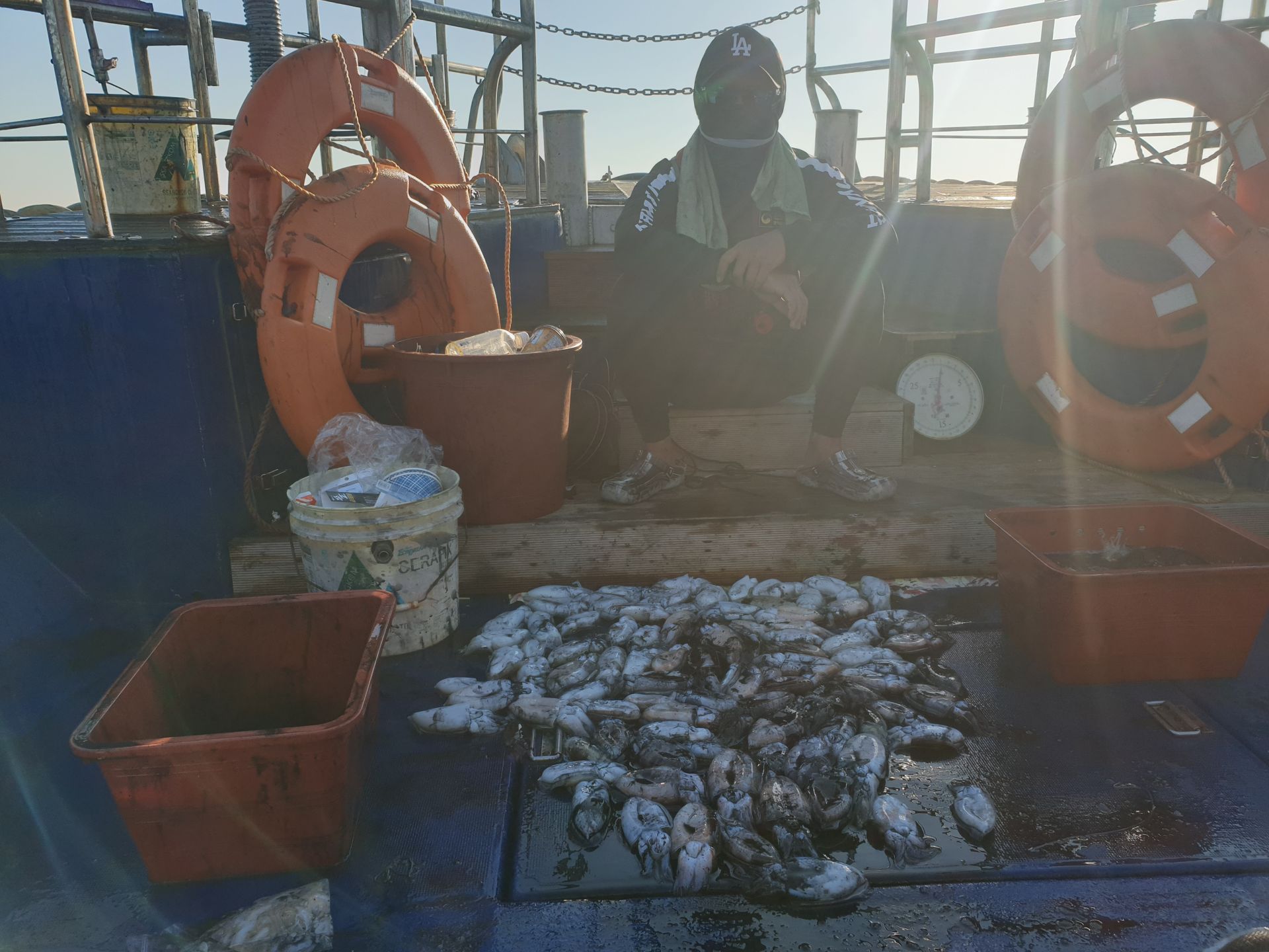 9월18일 대양호 갑오징어 조황