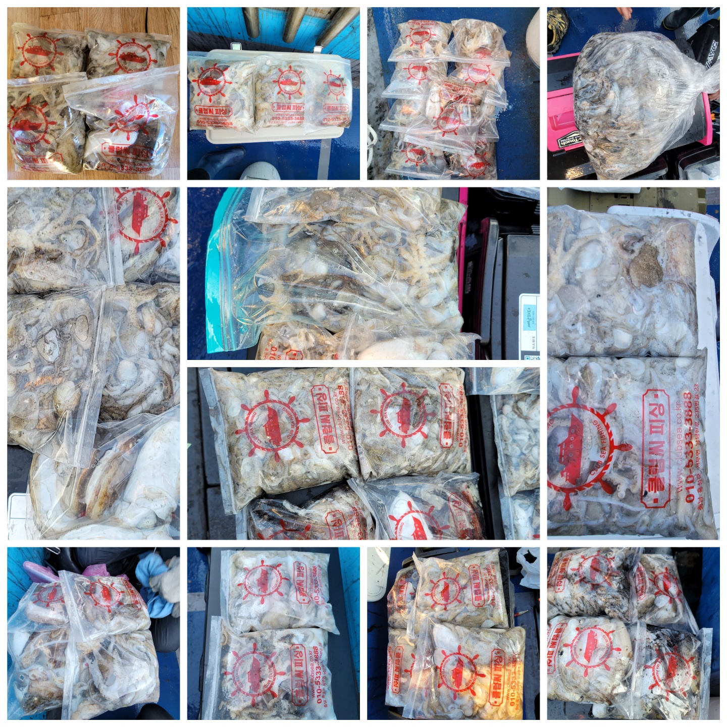 9월 24일 대성호 주꾸미 조황입니다