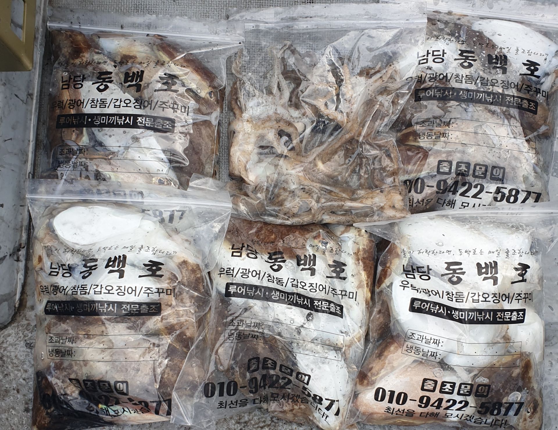 9월19,20일 동백호 갑오징어 조황