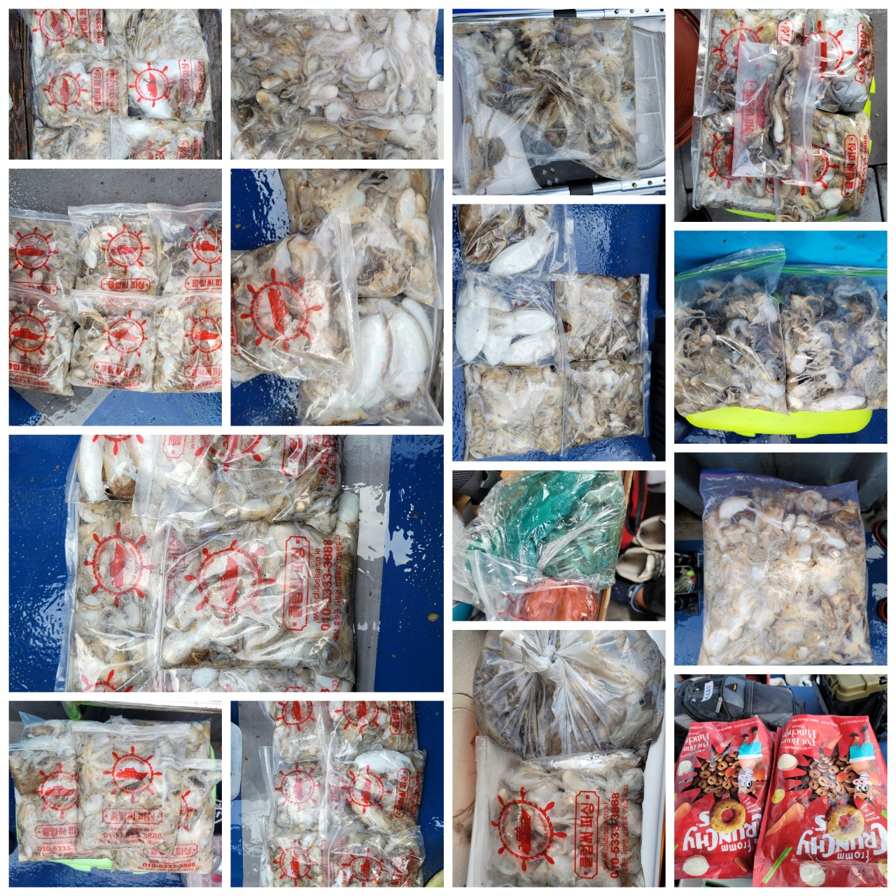 9월 17일 대성호 주꾸미 조황입니다