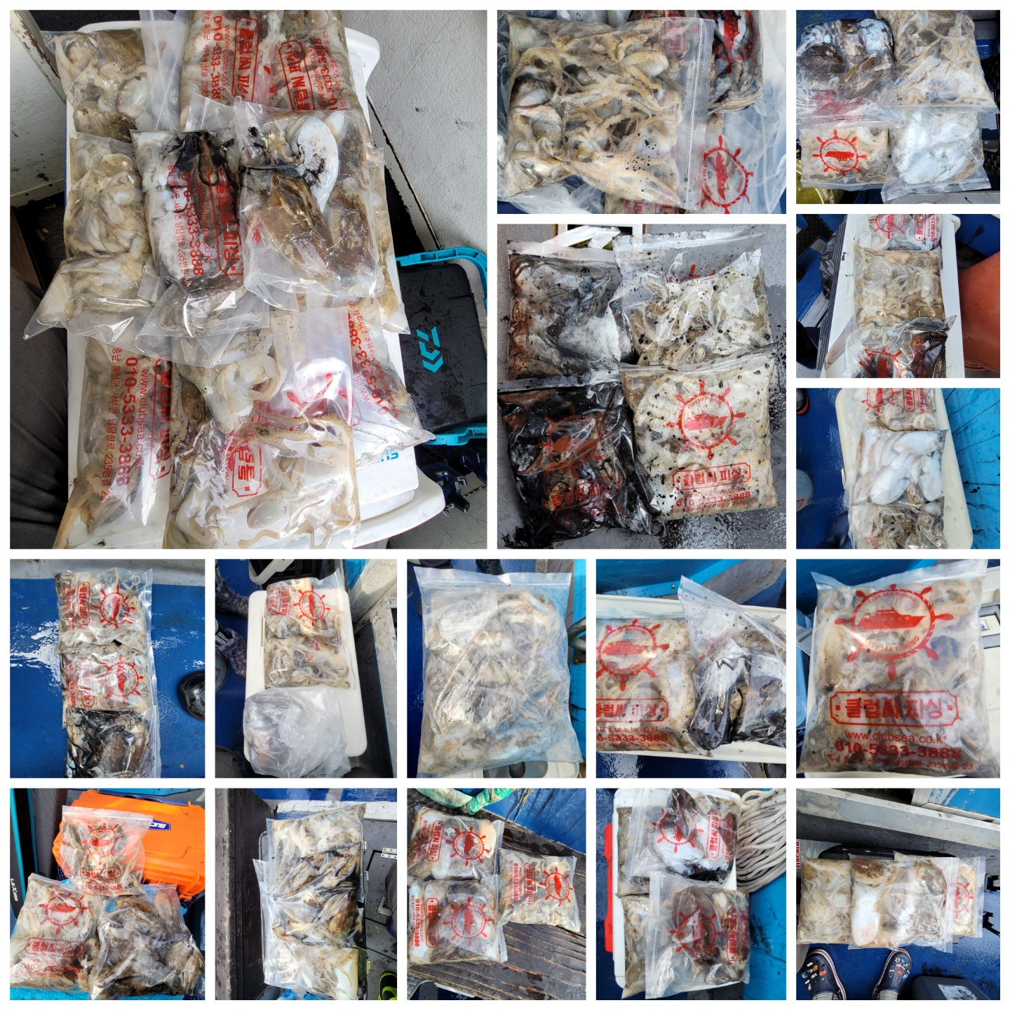 9월 23일 대성호 주꾸미 조황입니다