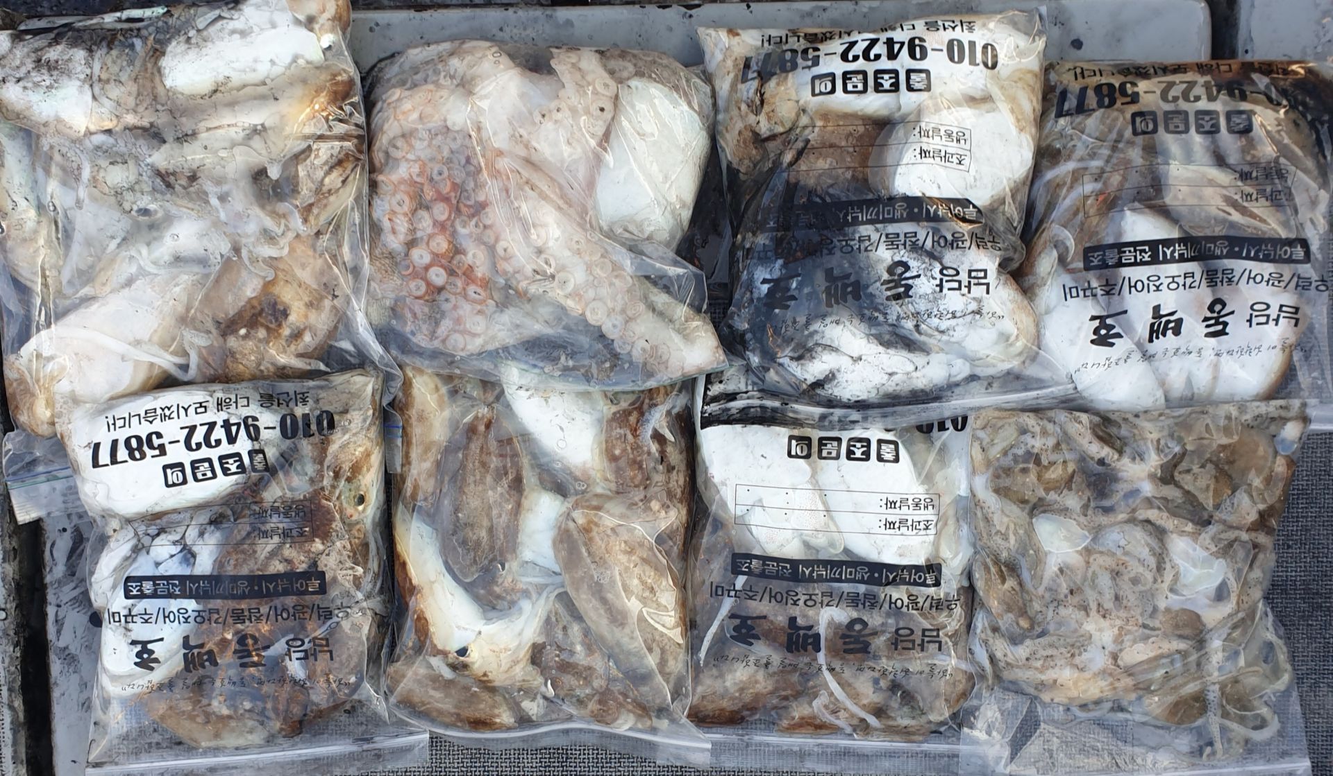 9월24일 동백호 갑오징어  조황