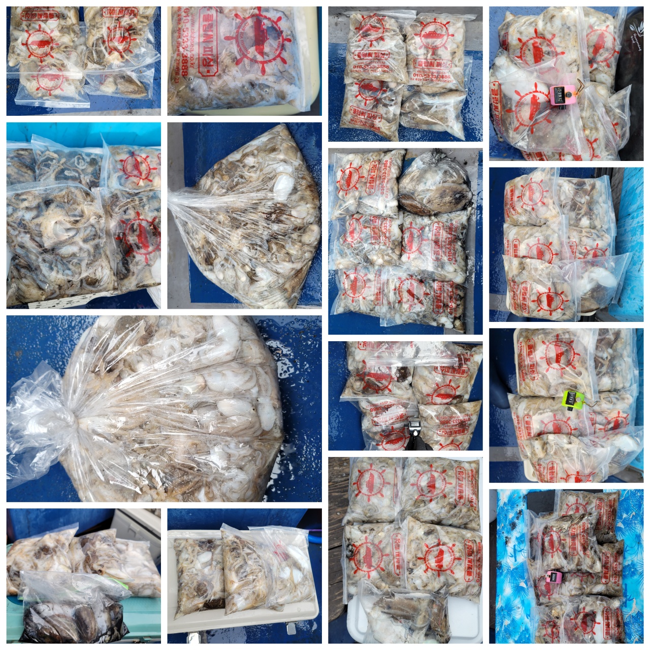 9월 16일 대성호 주꾸미 조황입니다