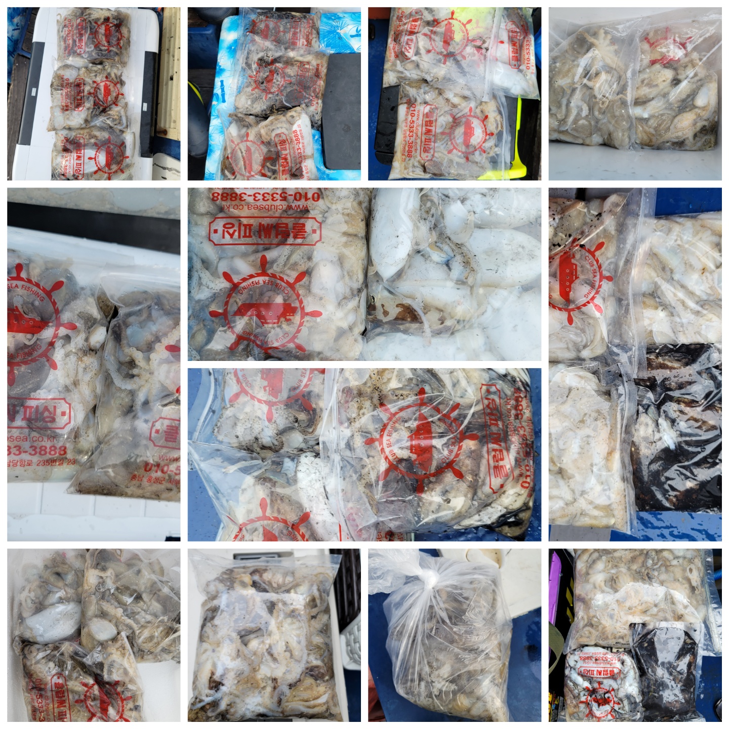 9월 13일 대성호 주꾸미 조황입니다