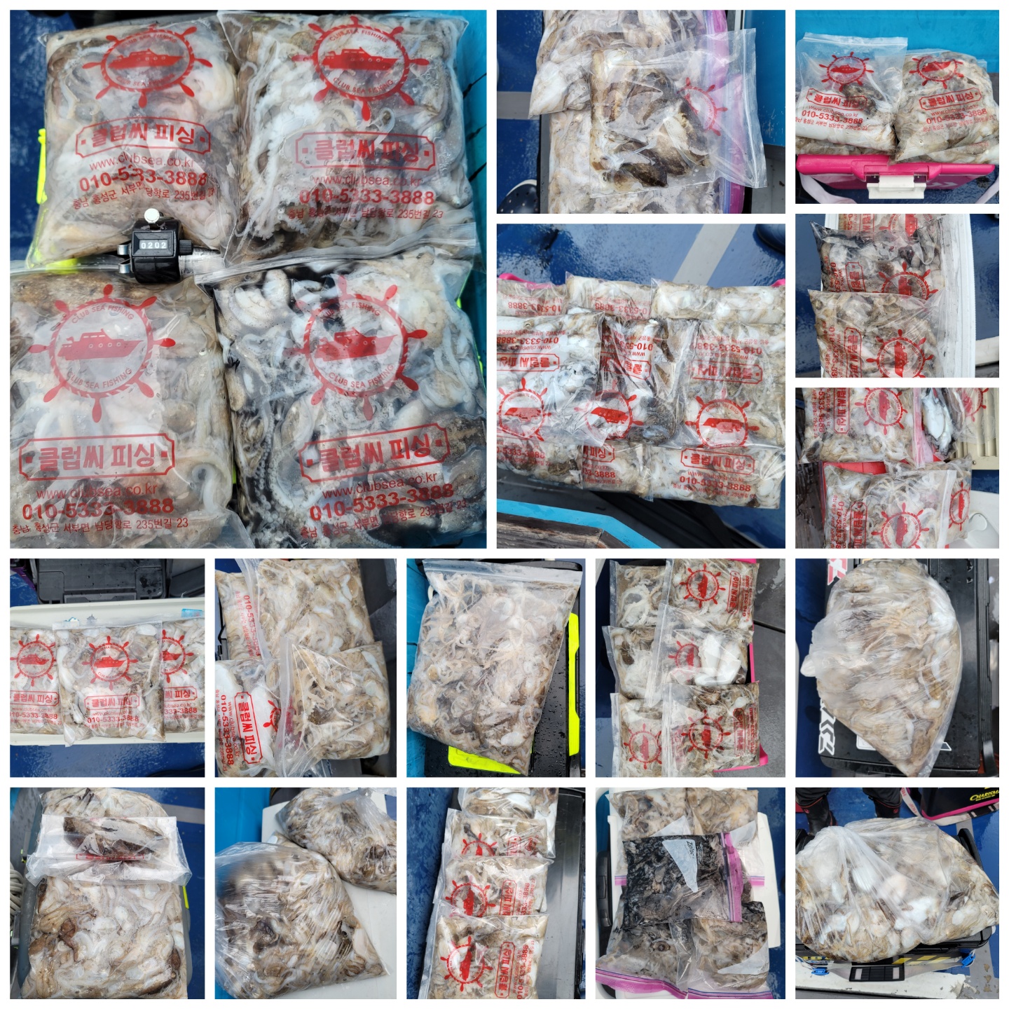 9월 1일 대성호 주꾸미 조황입니다