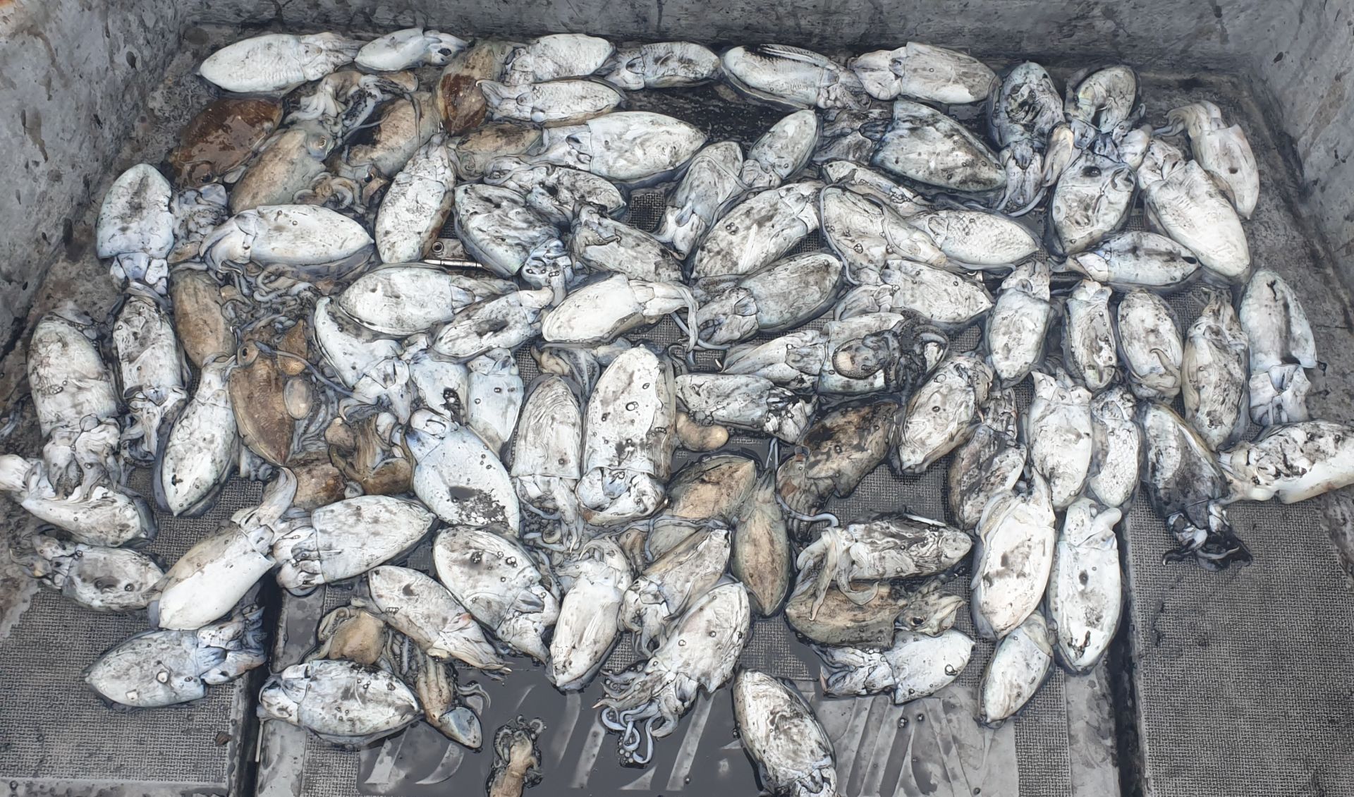 9월27일 동백호 갑오징어  조황