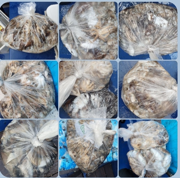 10월 5일 대성호 주꾸미조황입니다