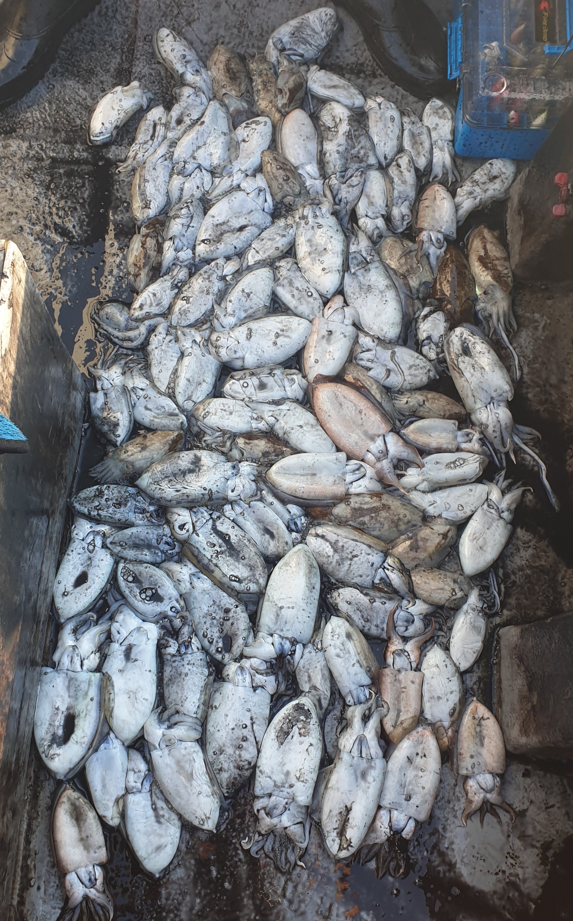 10월6일 동백호 갑오징어  조황