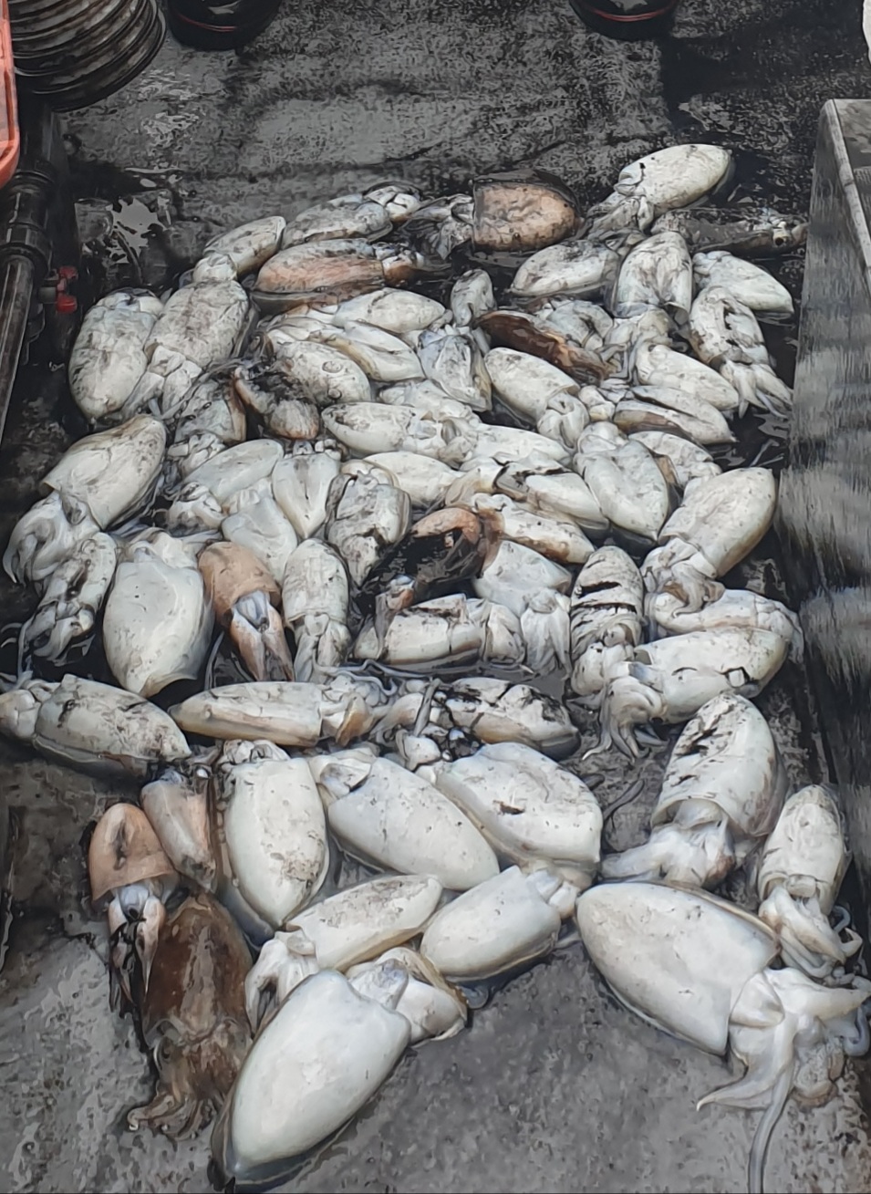 10월15일 동백호 갑오징어  조황