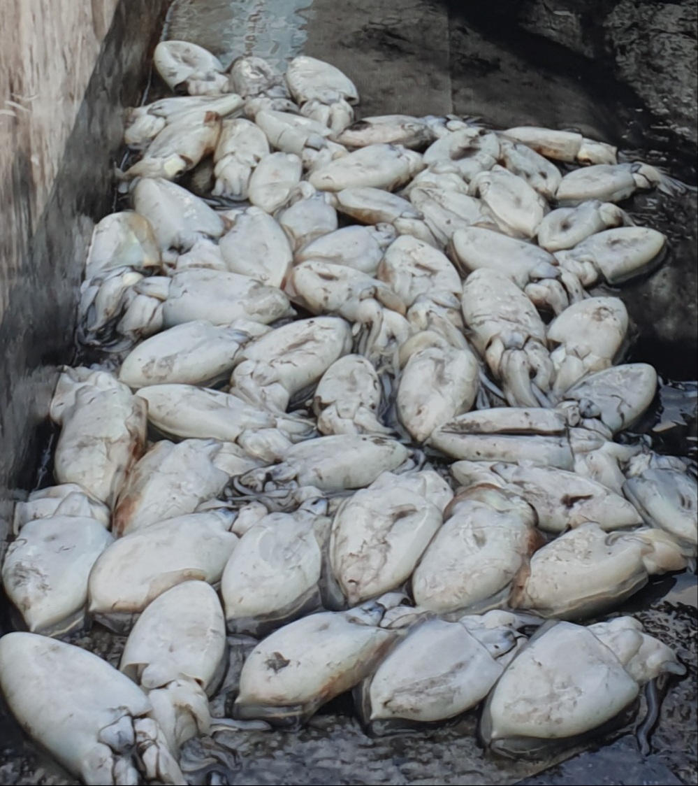 10월11일 동백호 갑오징어  조황