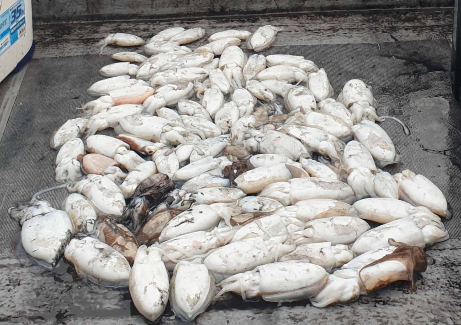 10월8일 동백호 갑오징어  조황