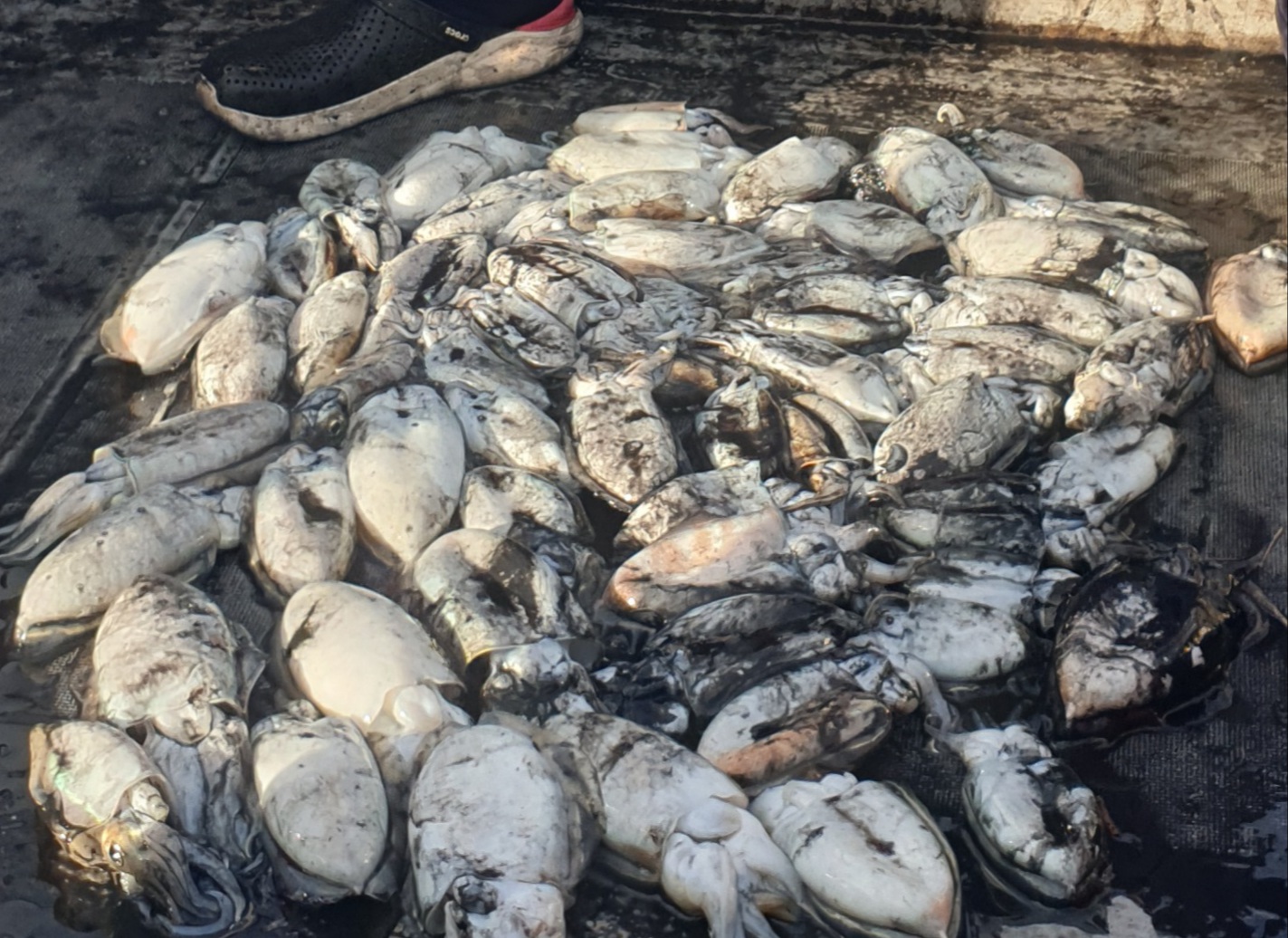 10월13일 동백호 갑오징어  조황