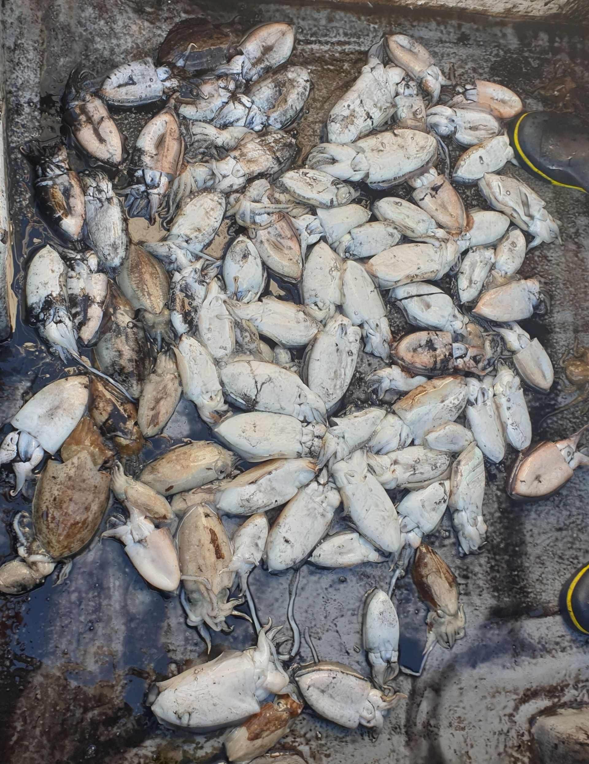 10월5일 동백호 갑오징어  조황