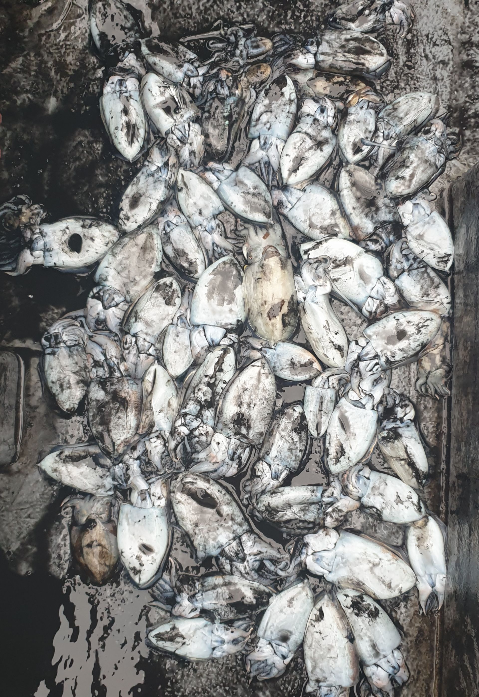 10월12일 동백호 갑오징어  조황