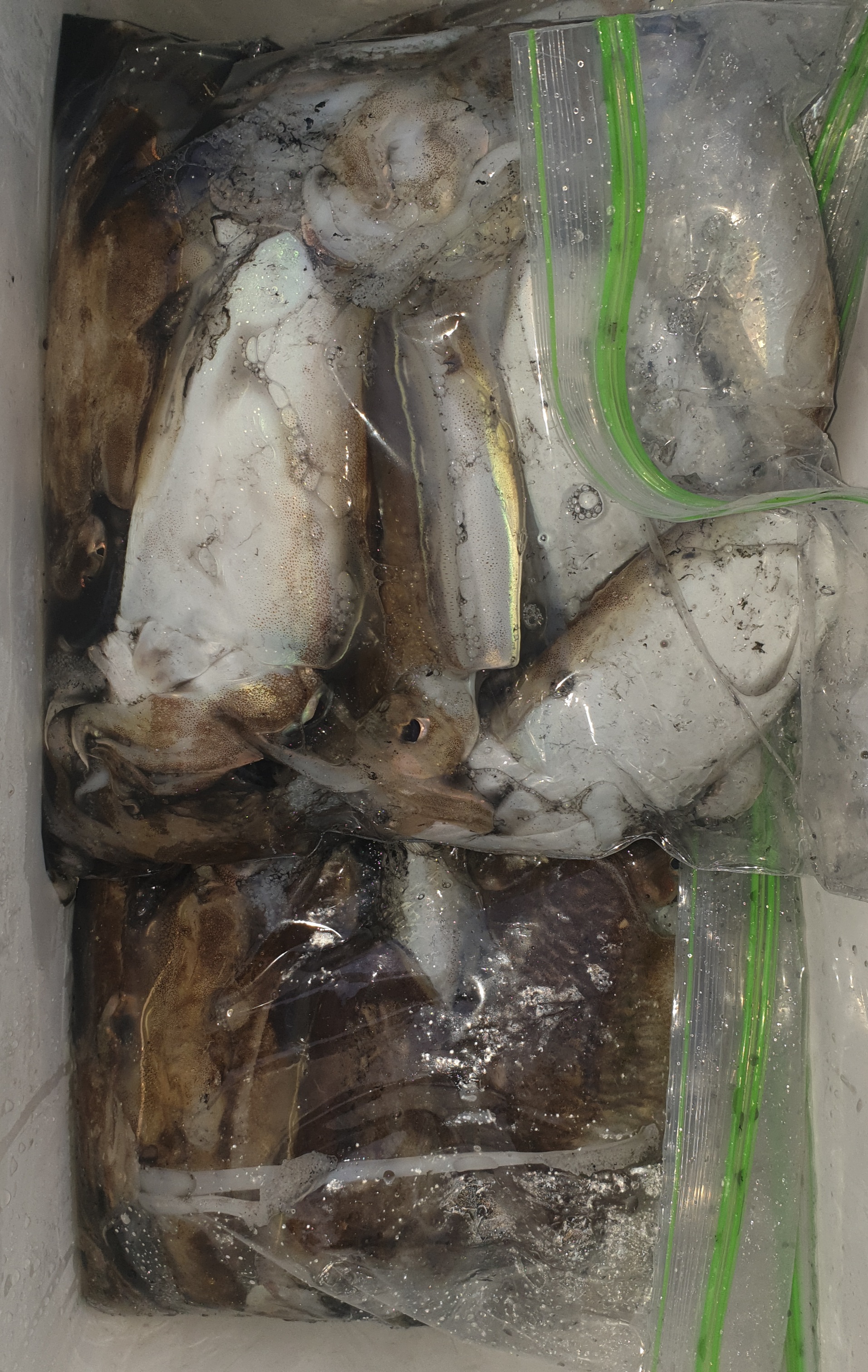 10월10일 동백호 갑오징어  조황