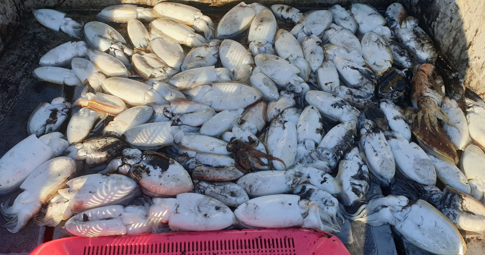 10월14일 동백호 갑오징어  조황