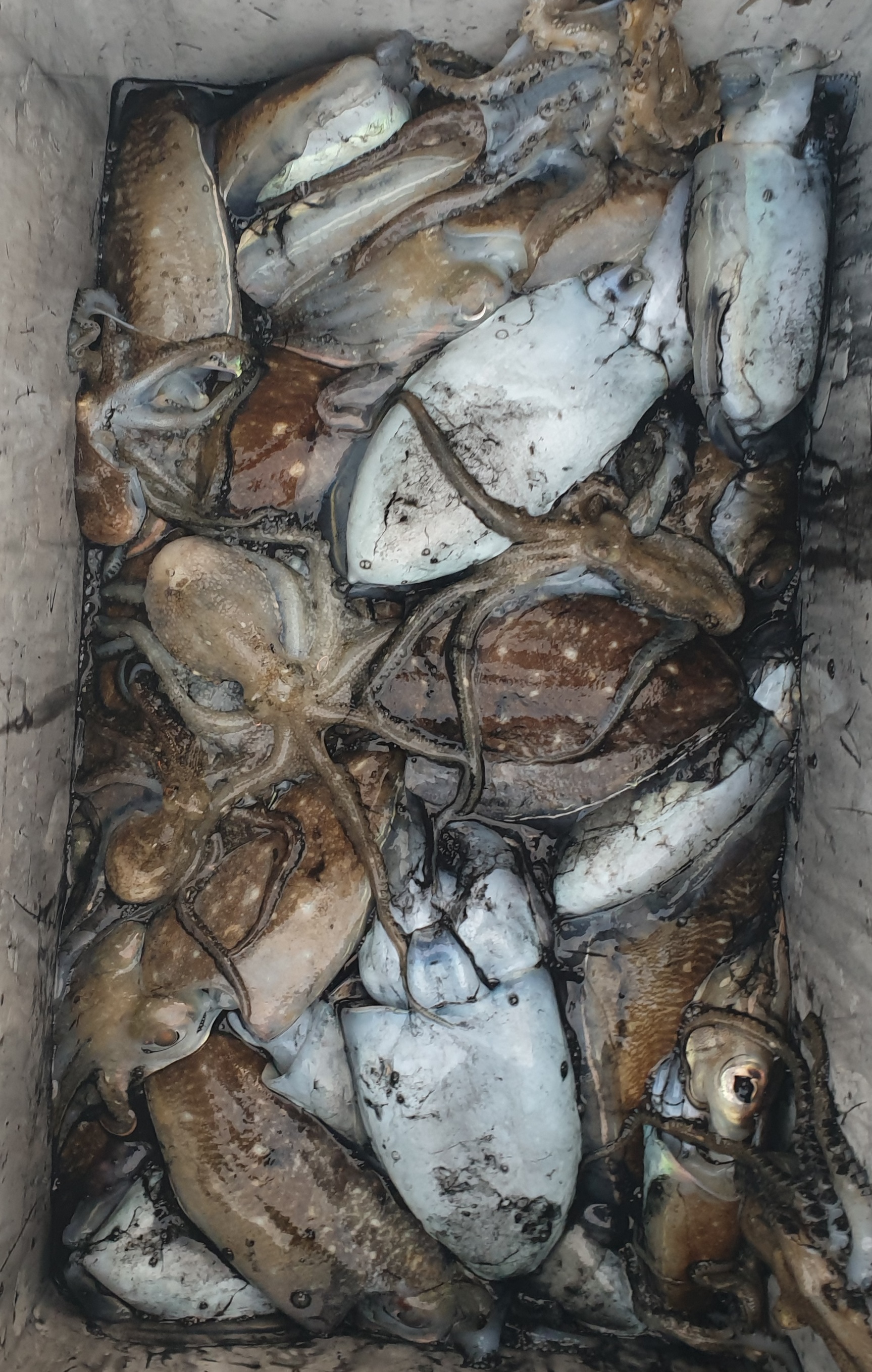 10월18일 동백호 갑오징어  조황