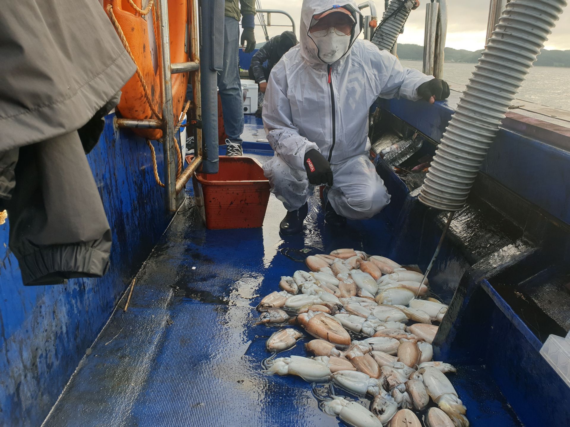 10월7일 대양호 갑오징어 조황