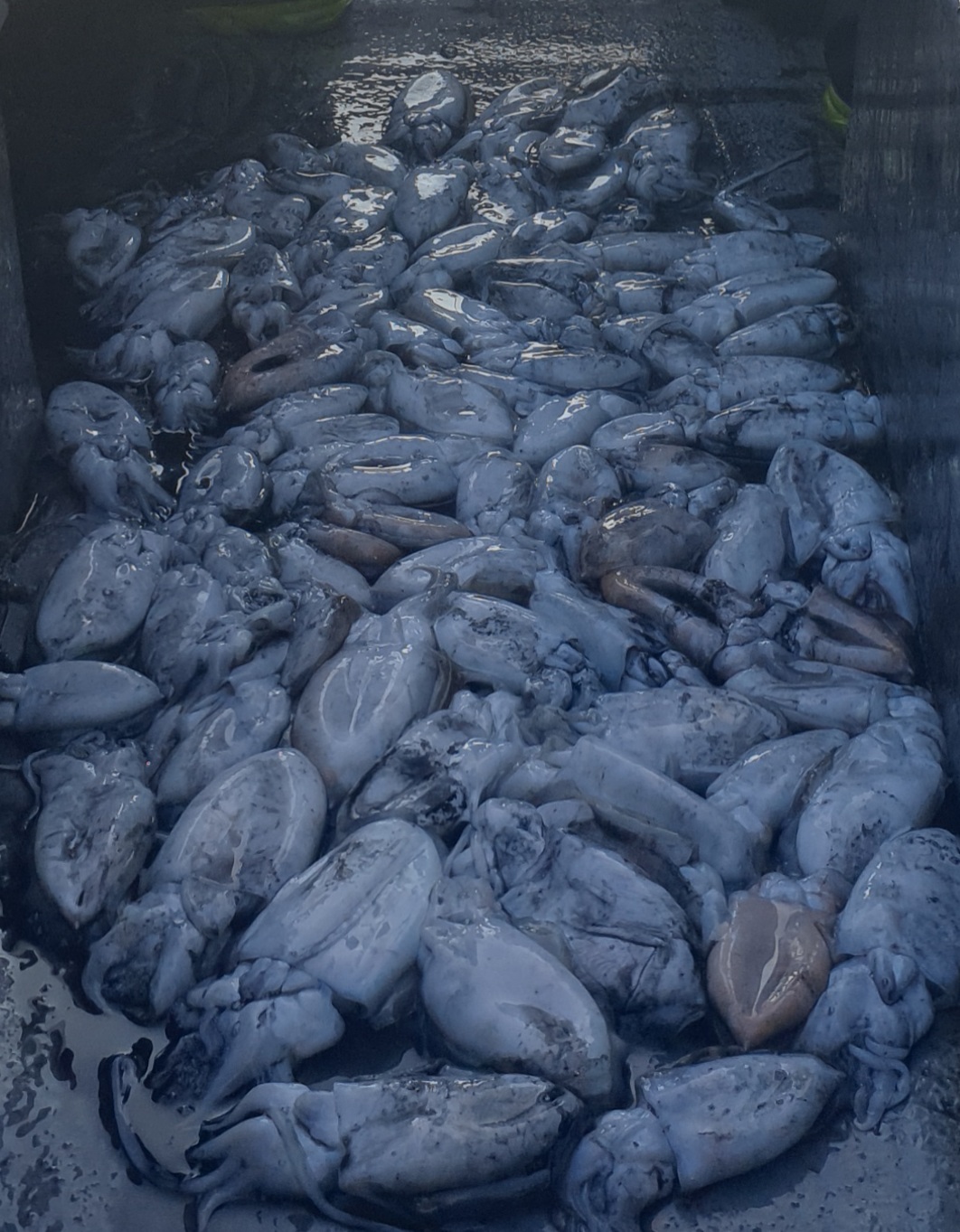 10월9일 동백호 갑오징어  조황