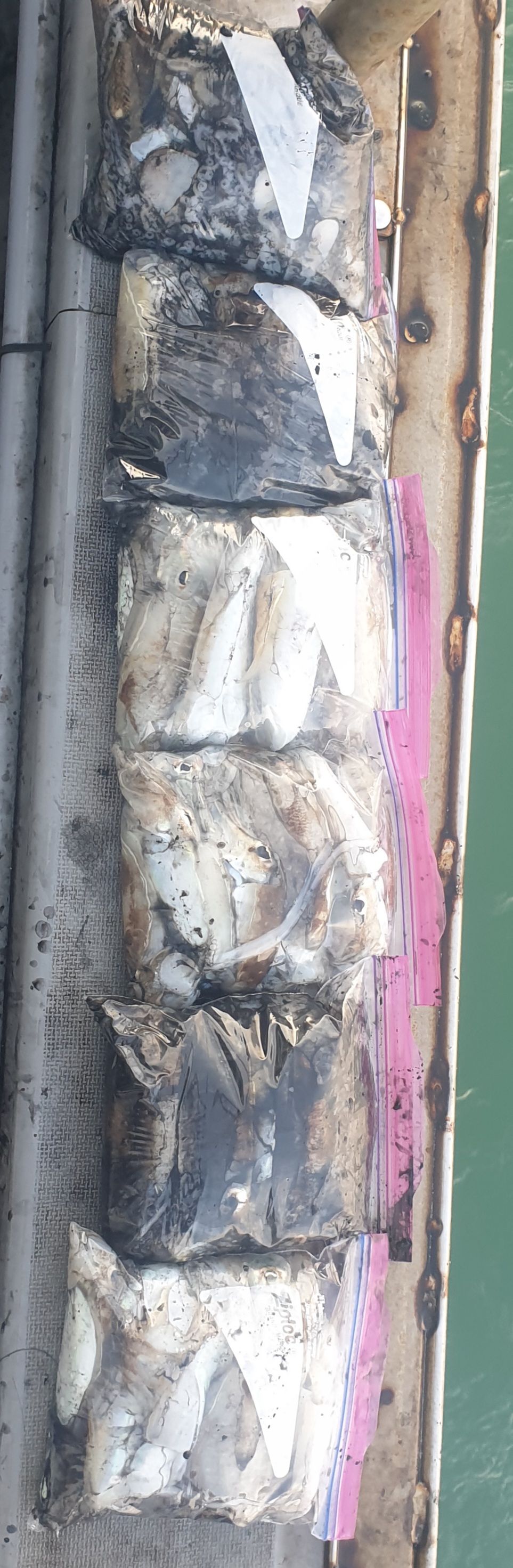 11월2일 동백호 갑오징어  조황