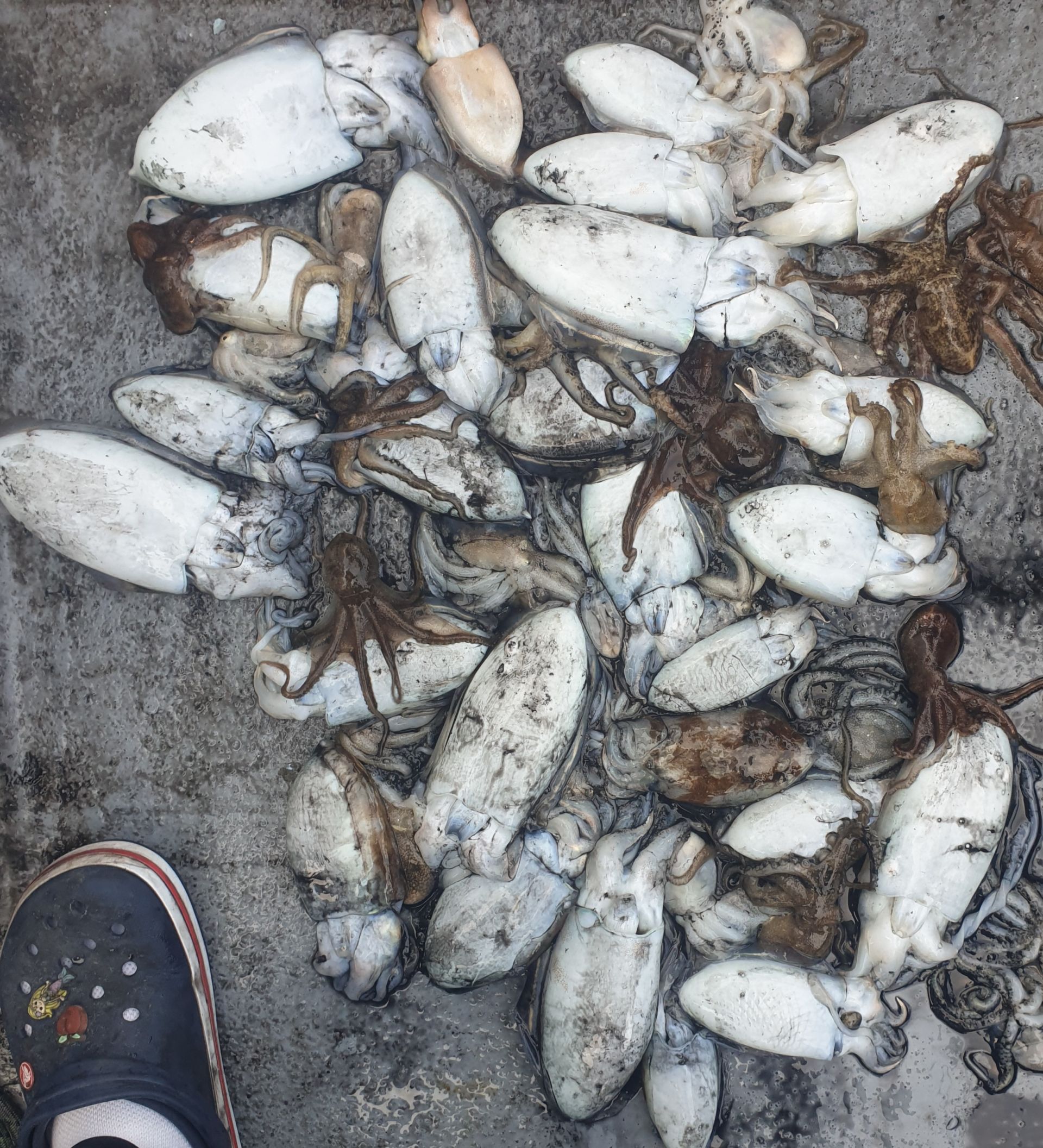 11월6일 동백호 갑오징어조황