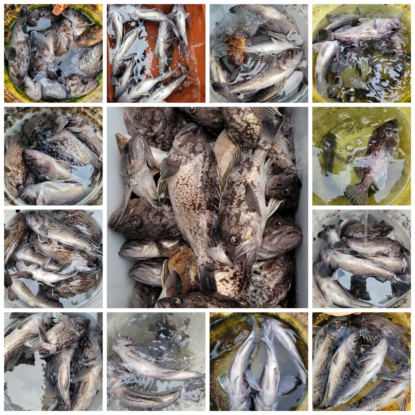 11월 28일 우럭조황입니다