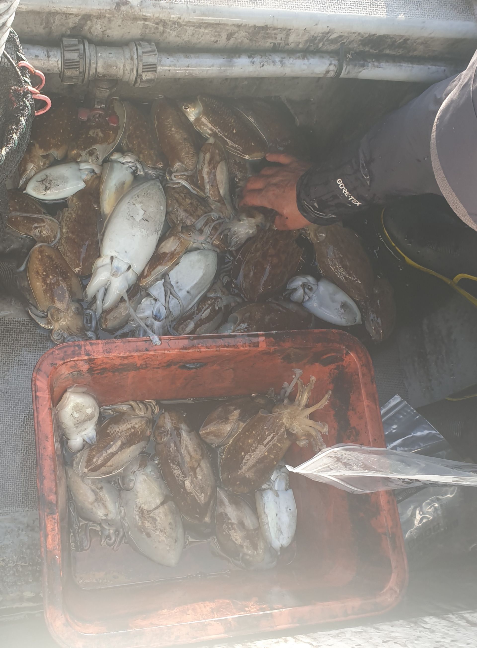 11월5일 동백호 갑오징어조황