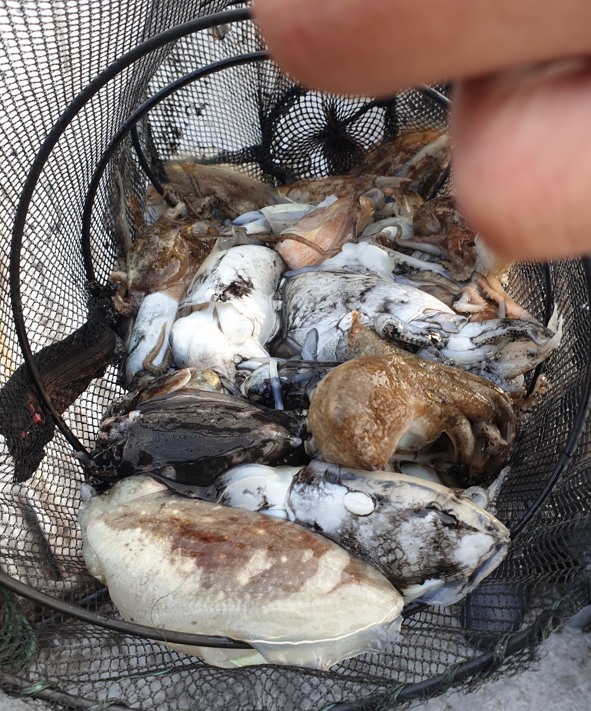 11월3일 동백호 갑오징어  조황