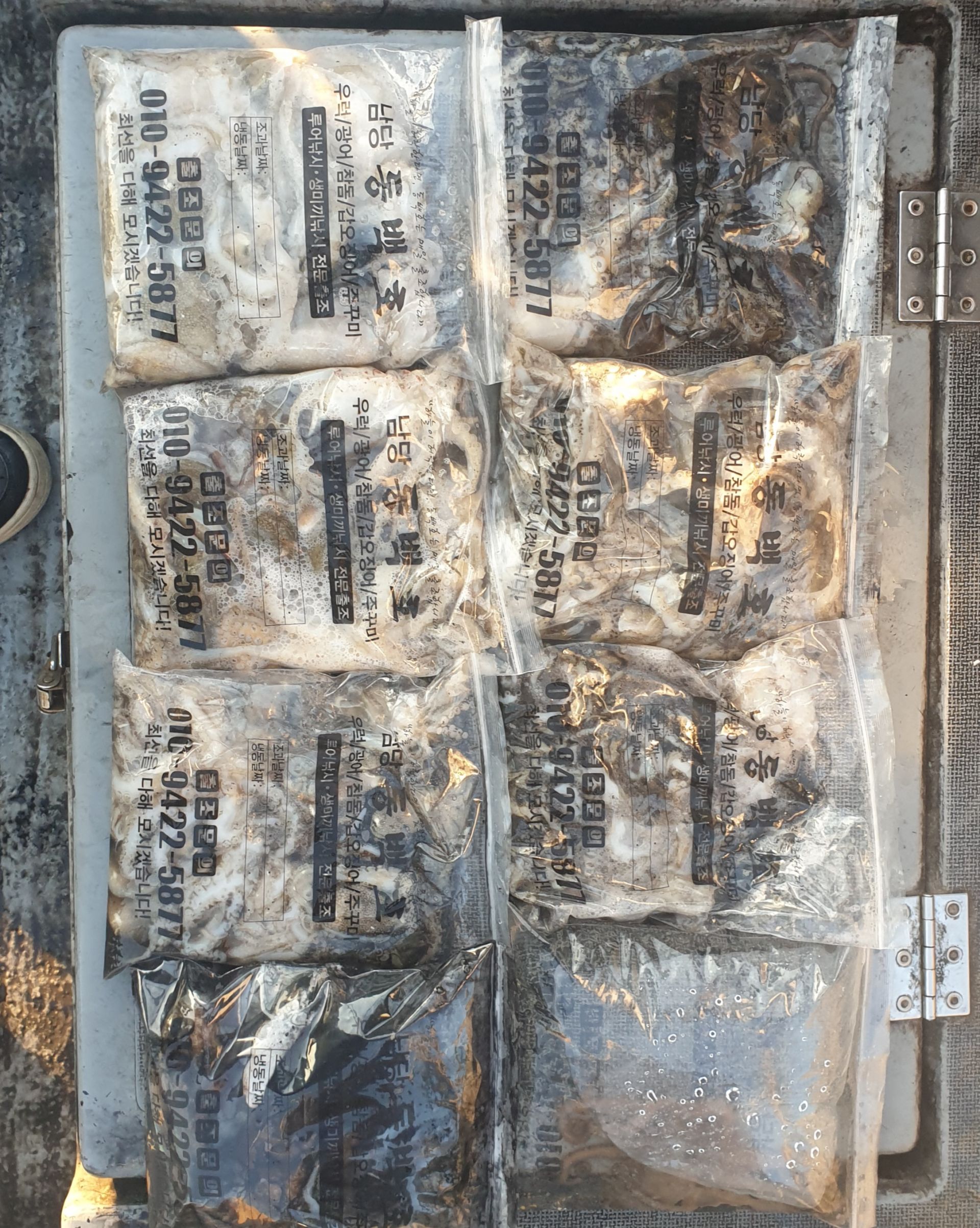 11월13일 동백호 쭈갑조황