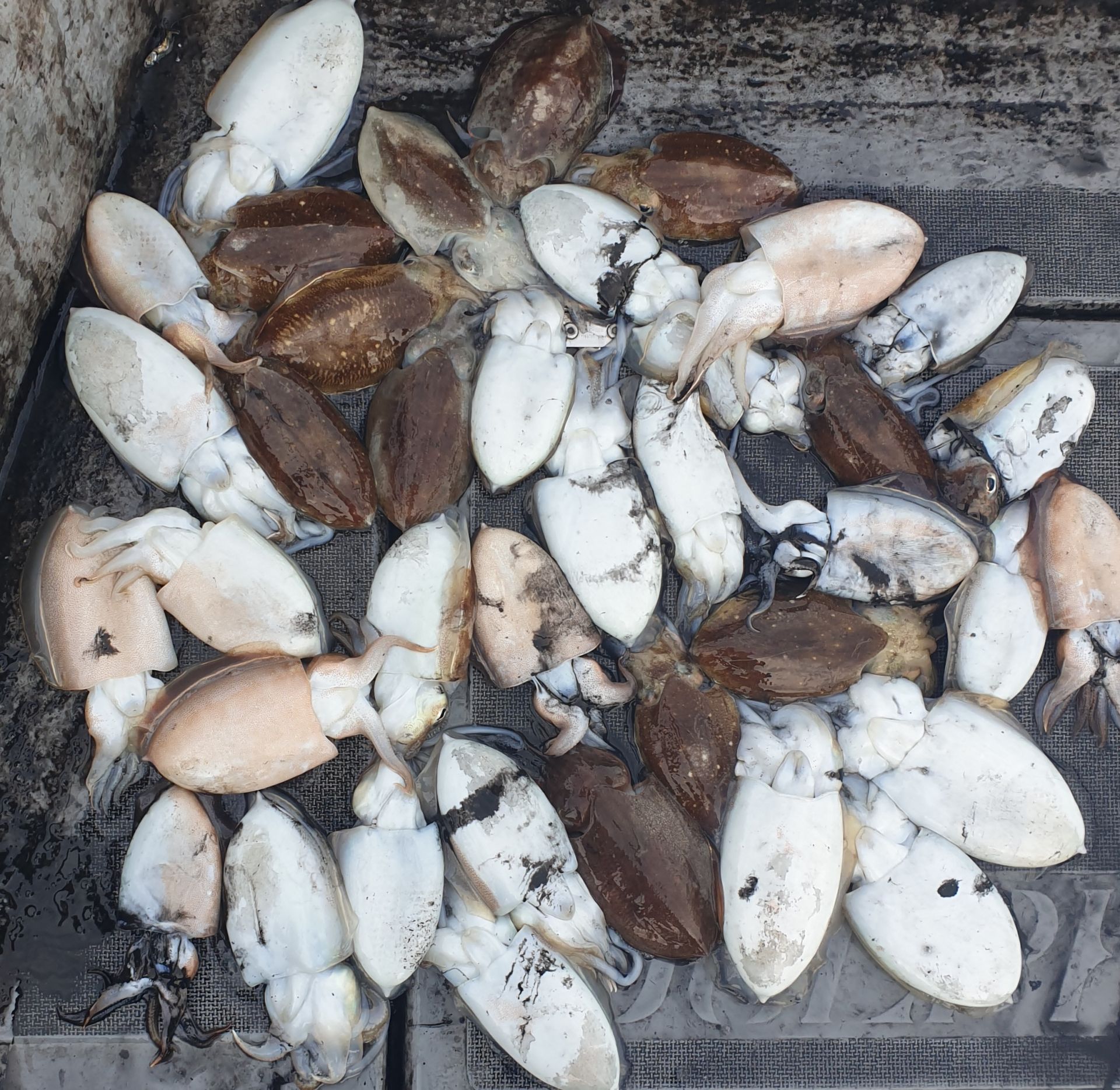 11월7일 동백호 갑오징어조황