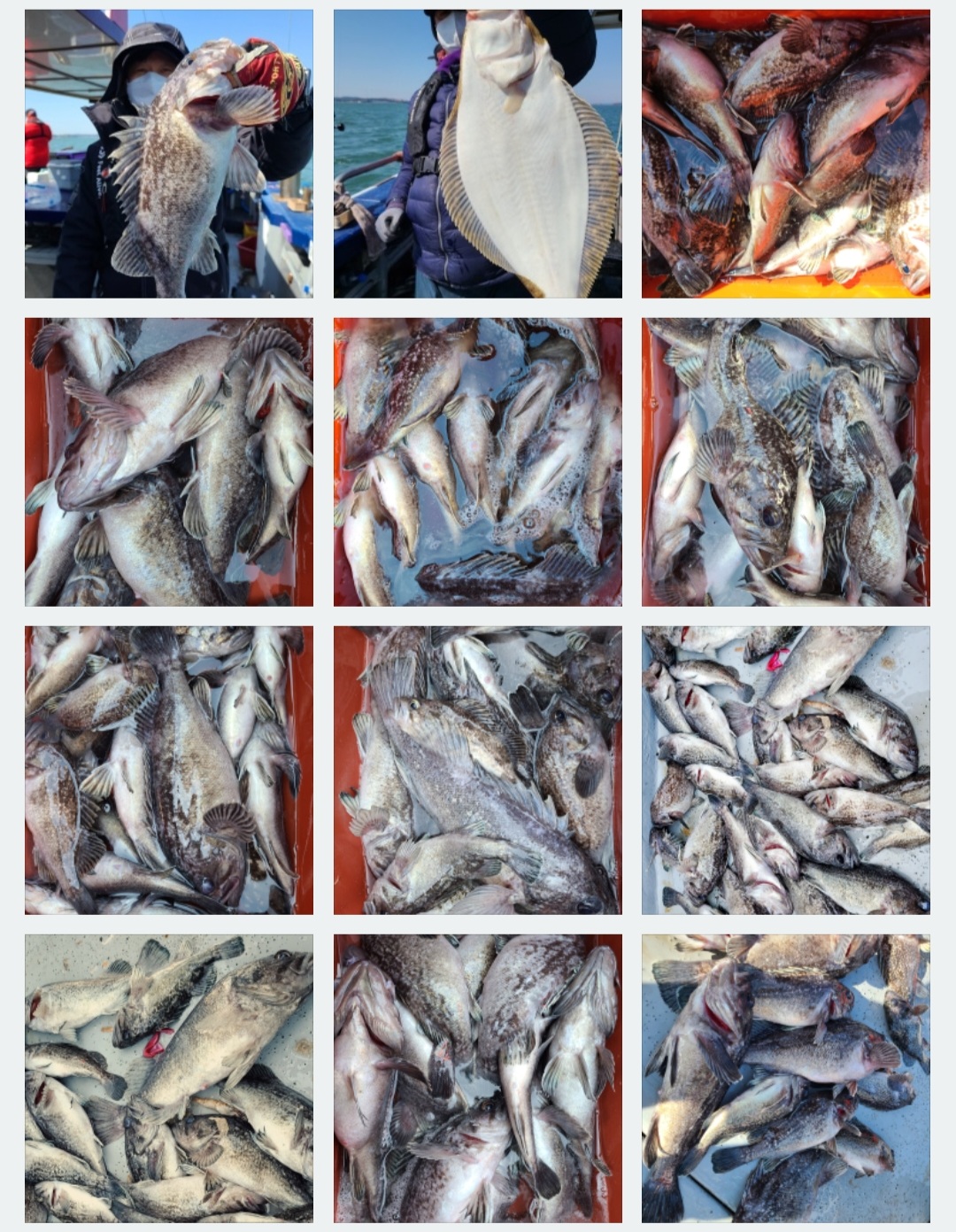 3월28일 뉴대성호 우럭탐사조황