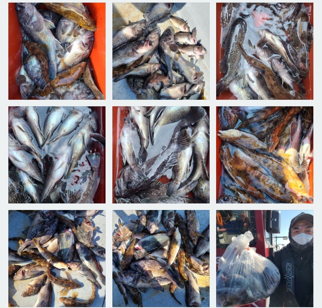 4월16일 뉴대성호 우럭조황