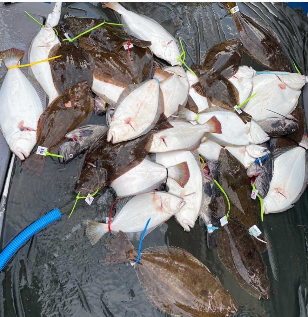 4월 23일 대성호 광어다운샷조황입니다