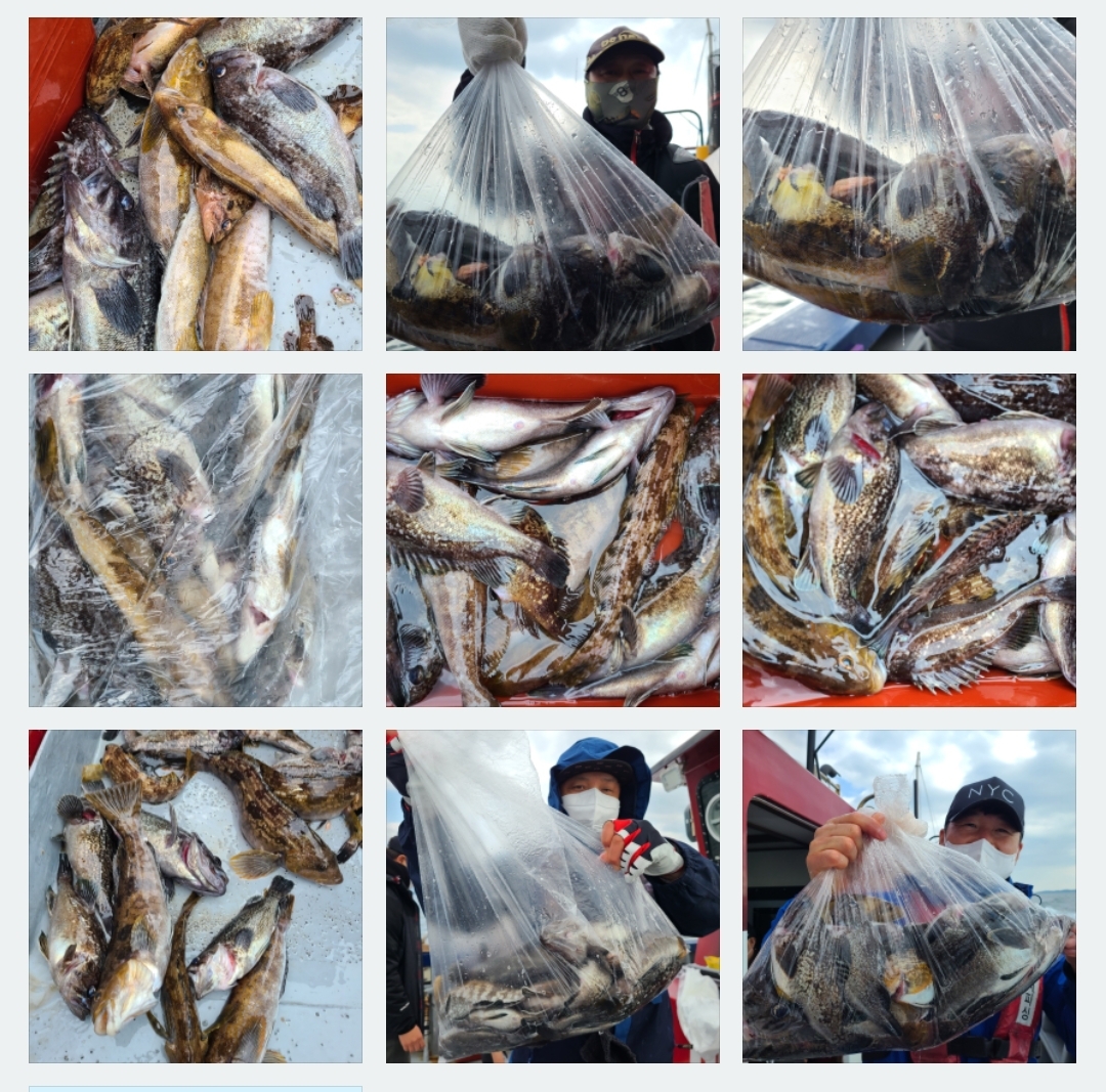 4월29일 뉴대성호 우럭조황