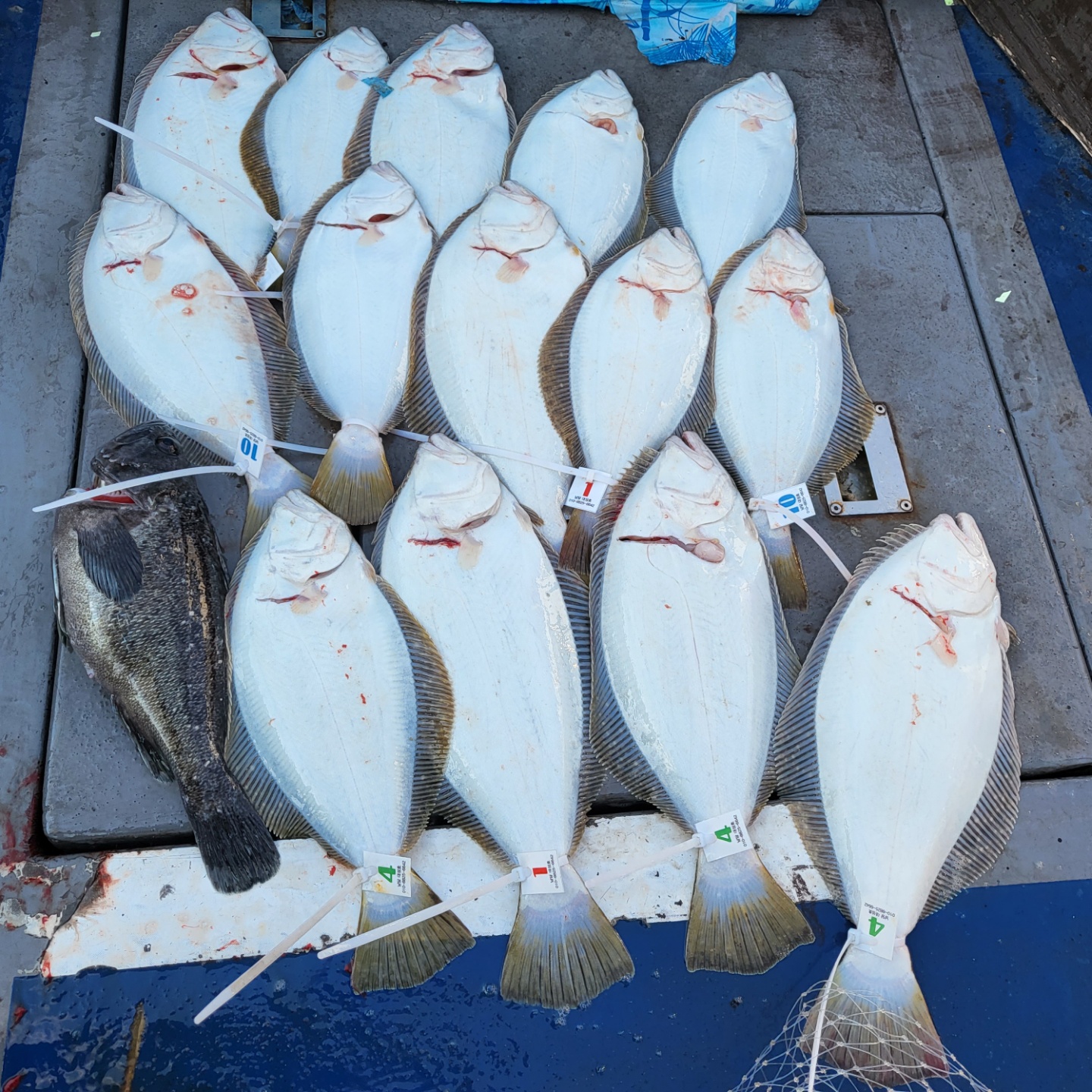 4월 15일 7인 대성호 광어탐사 조황입니다