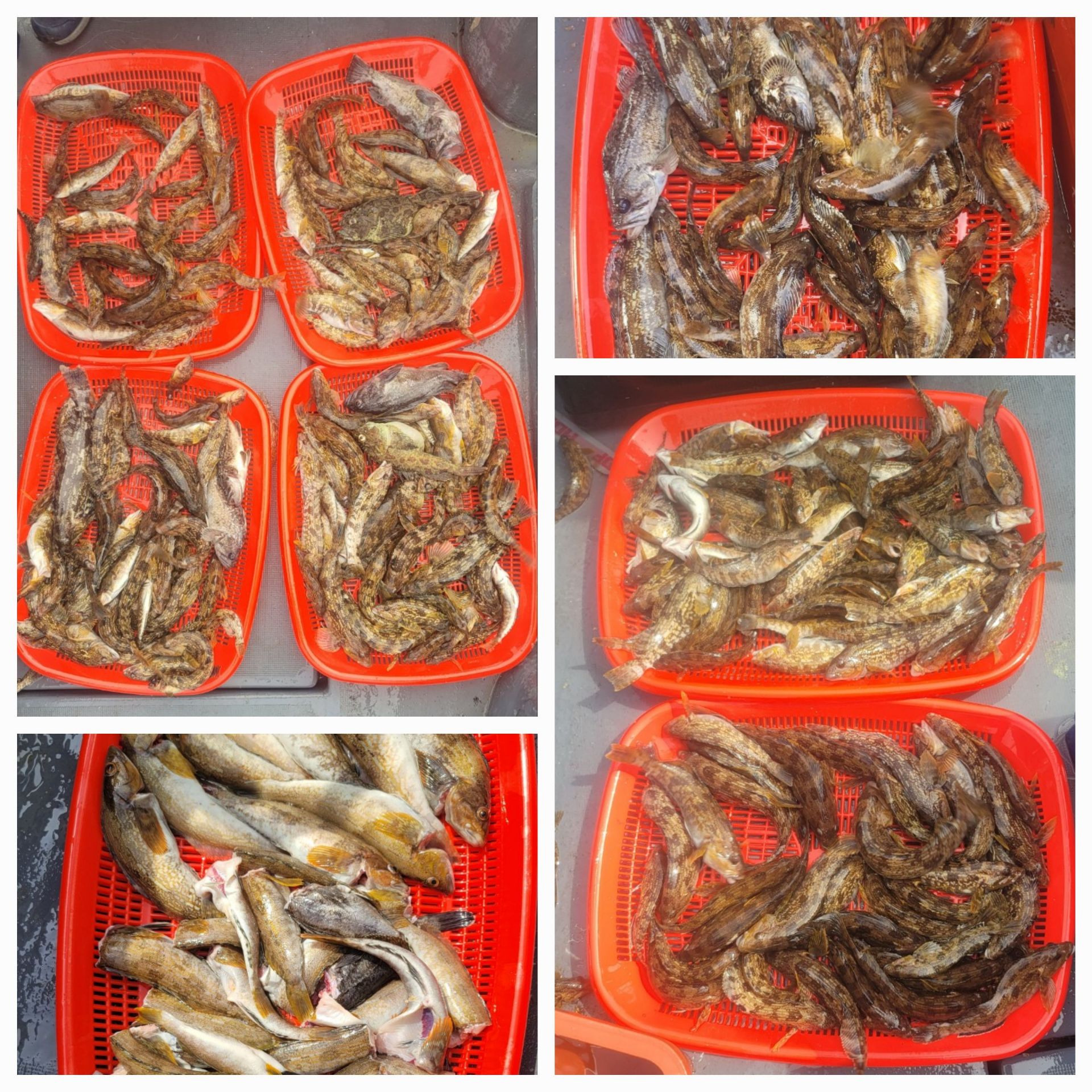 4월 24일 대성2호 놀래미조황