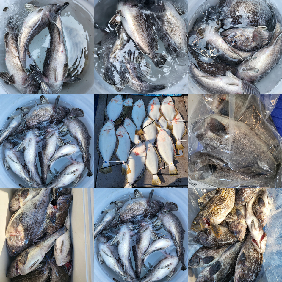 4월 3일 대성호 광어탐사조황입니다