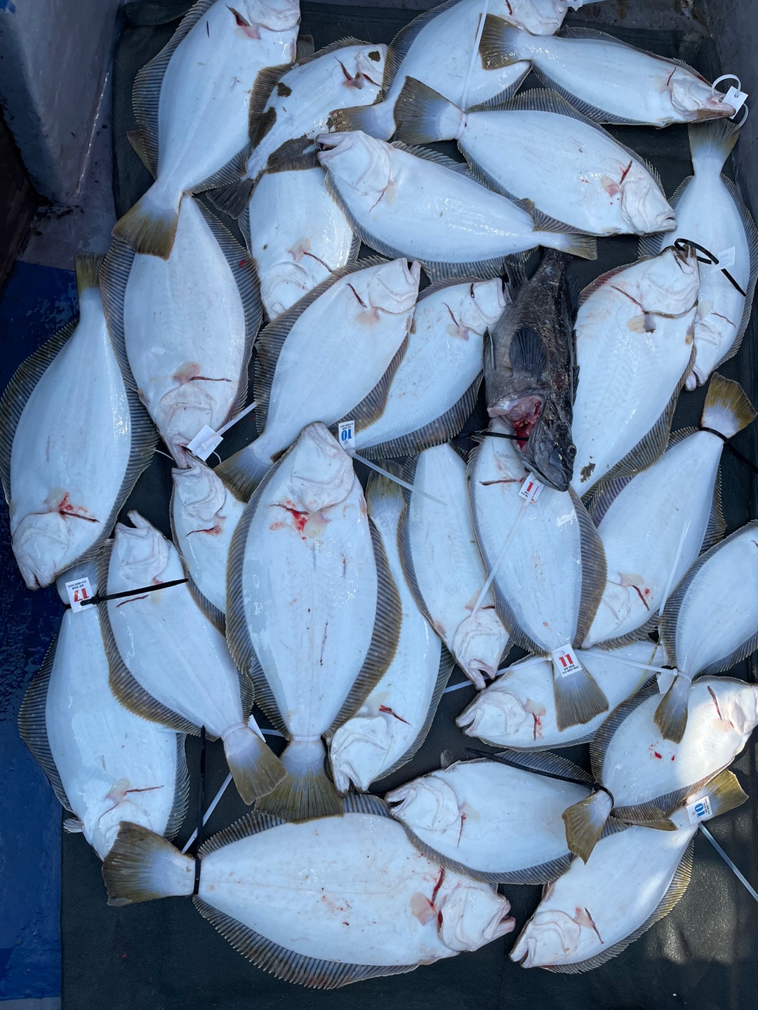 4월 8일 13인 대성호 광어탐사 조황입니다